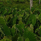 A taro plantation. 